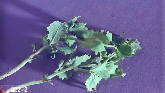 Pea leaf weevil damage on leaves by adults.