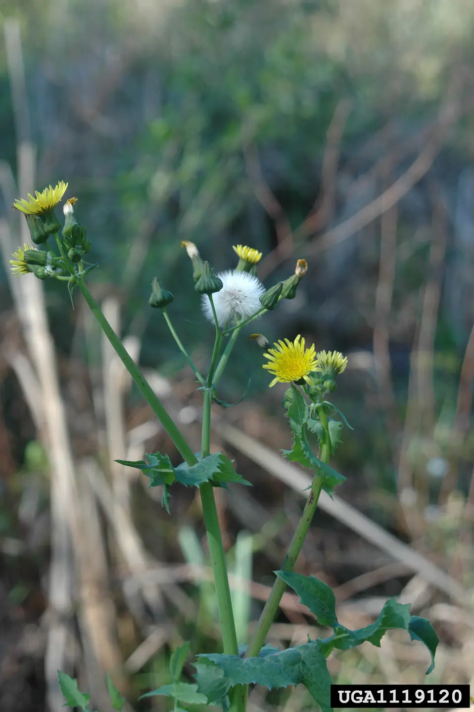 Invasive weeds in Idaho