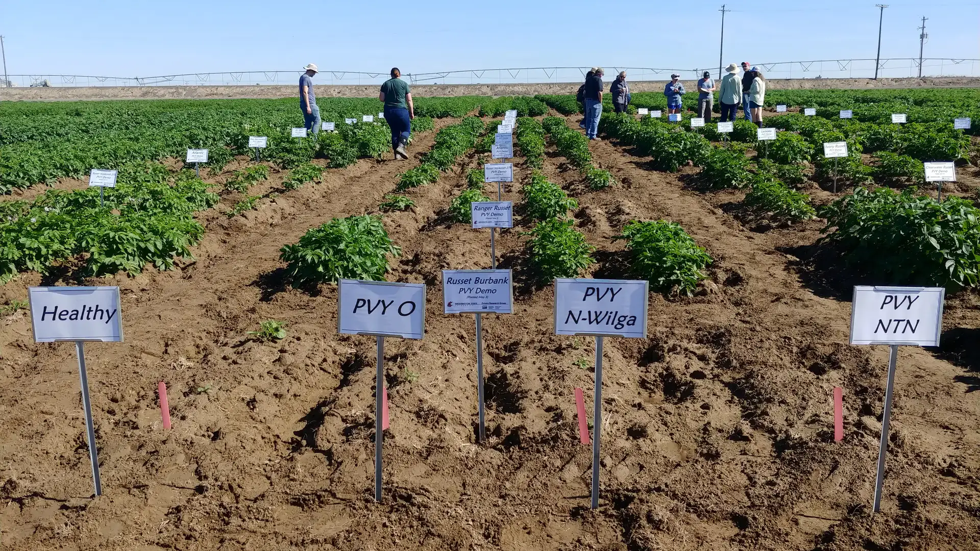 Rows of potato plants labeled with signs indicating virus types, observed by people at a demonstration farm under a clear sky.