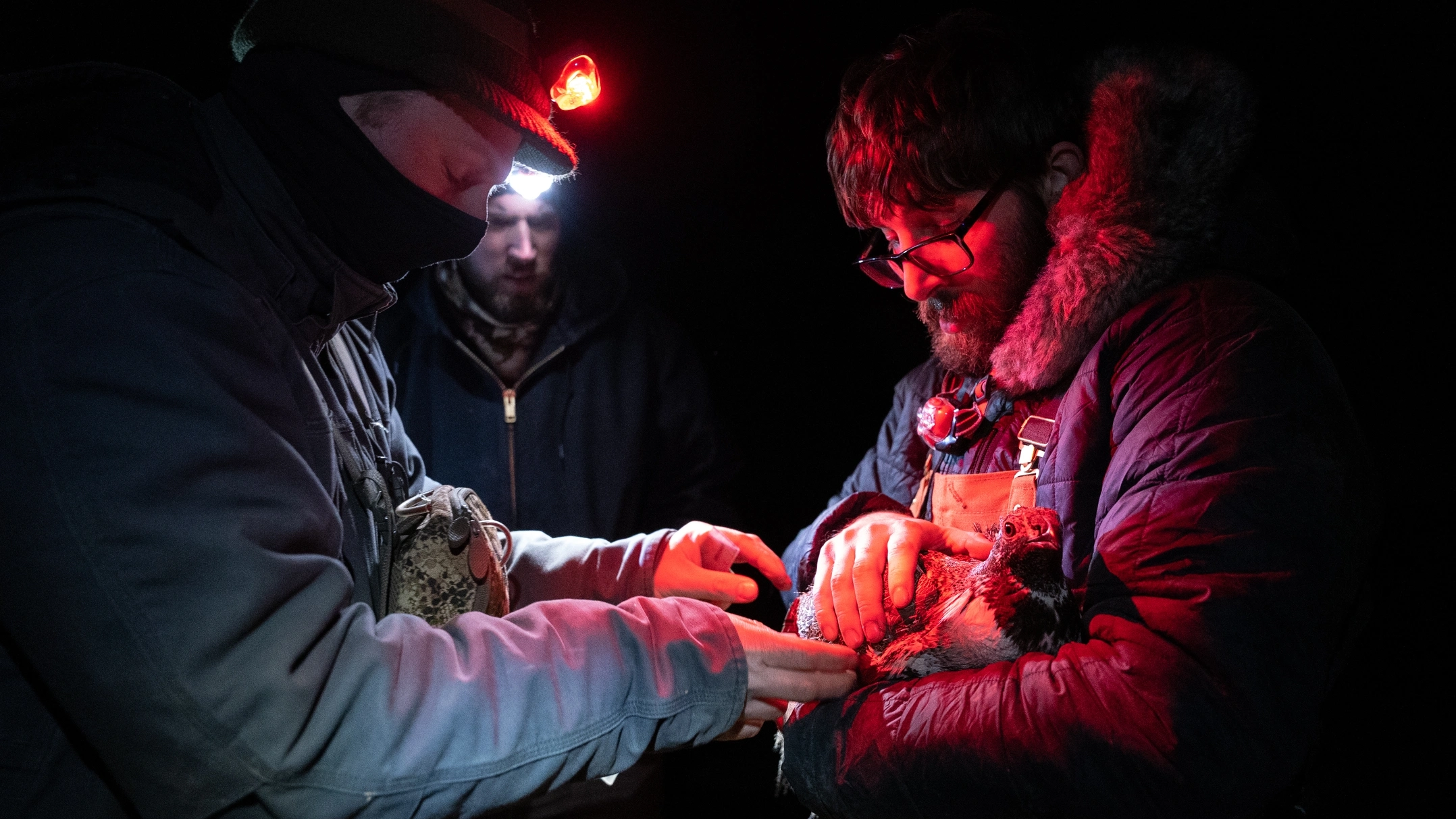 A man holding a sage grouse with another reaching for it at night