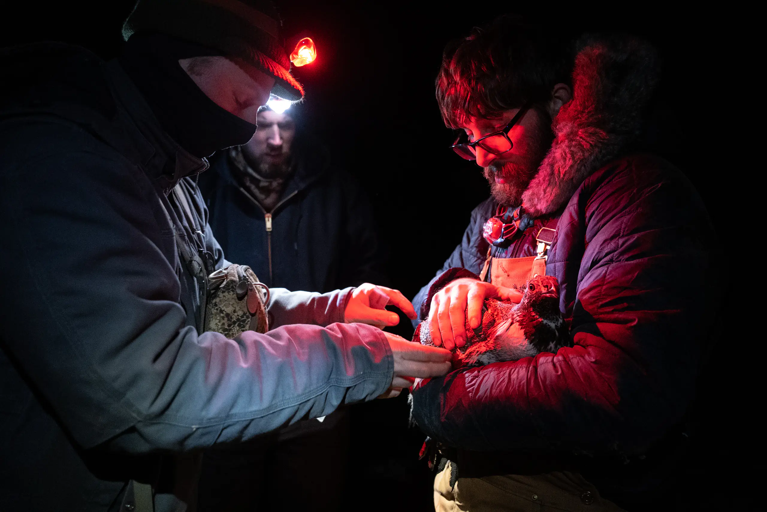 A man holding a sage grouse with another reaching for it at night