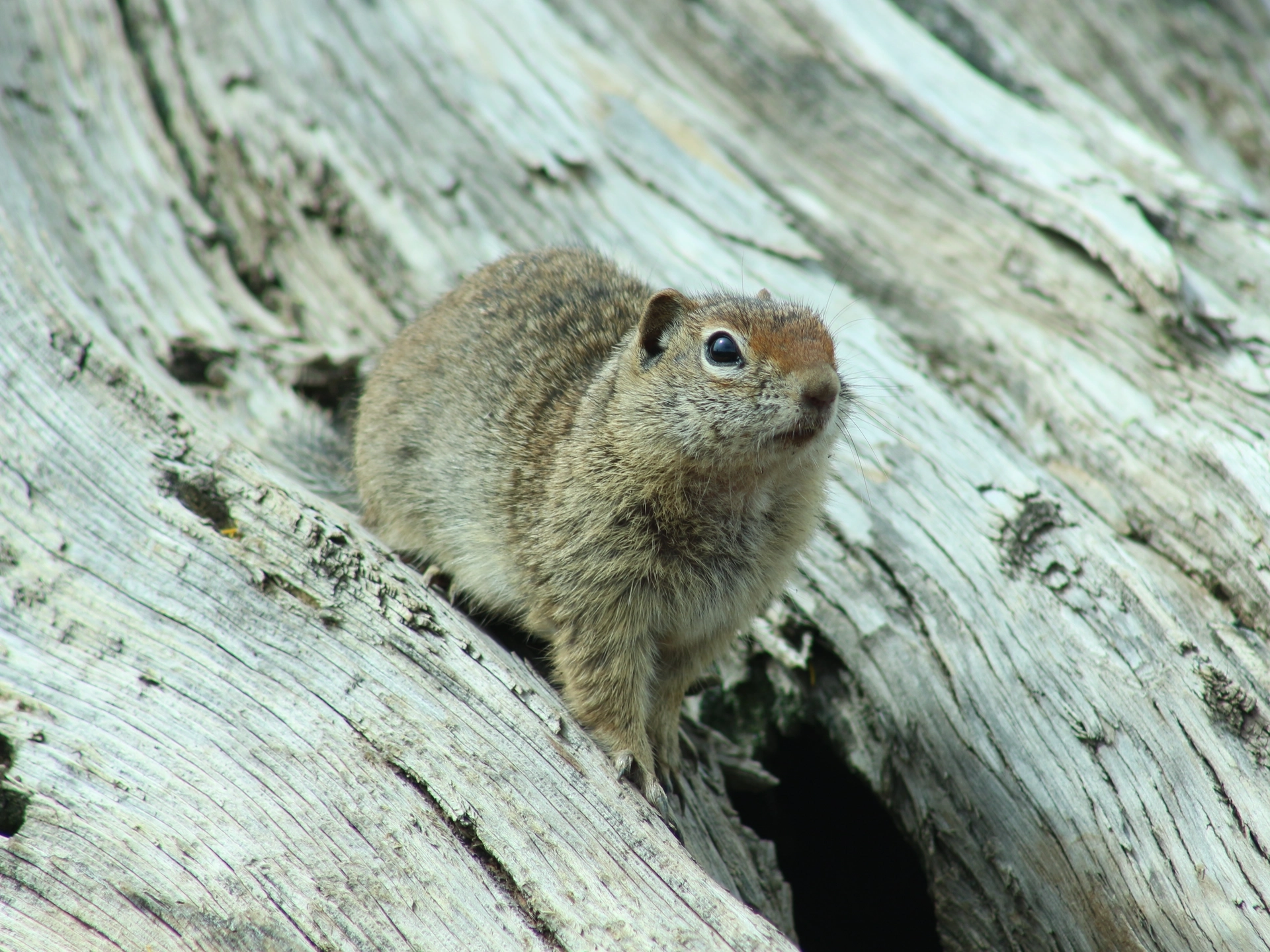 A squirrel on a tree